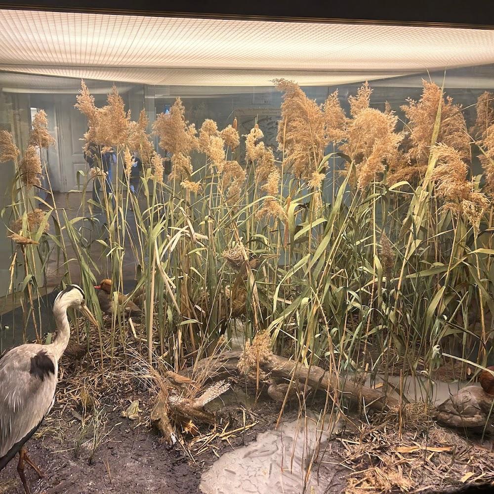 A grey heron in a diorama of tall grass.